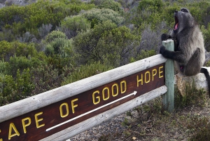 Кейптаун: CAPE OF GOOD HOPE AND PENGUINS PRIVATE FULL DAY.