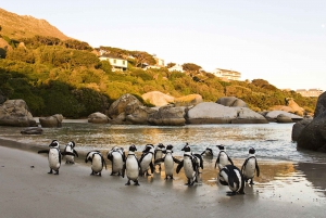 Кейптаун: CAPE OF GOOD HOPE AND PENGUINS PRIVATE FULL DAY.