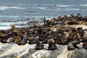 Cape Town Tour: Table Mountain, Penguins & Cape Point+Pickup