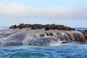 Cape Town Tour: Table Mountain, Penguins & Cape Point+Pickup