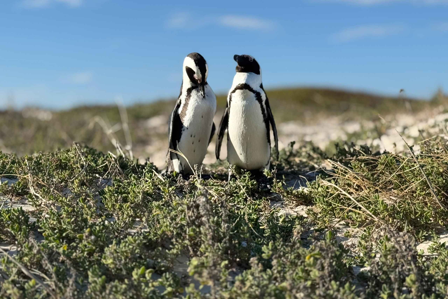 Le Cap : Montagne de la Table, pingouins, Cap de Bonne Espérance