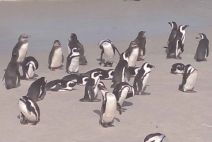 Kapstadt: Tafelberg, Pinguine, Kap der Guten Hoffnung