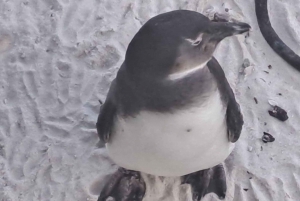 Kapstadt: Tafelberg, Pinguine, Kap der Guten Hoffnung