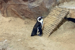 Kapstadt: Tafelberg, Pinguine, Kap der Guten Hoffnung