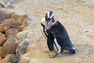 Kapstadt: Tafelberg, Pinguine, Kap der Guten Hoffnung