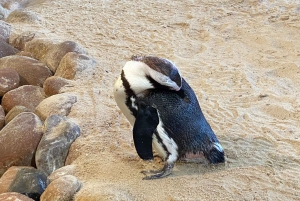 Kapstadt: Tafelberg, Pinguine, Kap der Guten Hoffnung