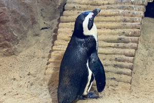 Kapstadt: Tafelberg, Pinguine, Kap der Guten Hoffnung