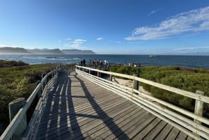 Kapstadt: Tafelberg, Pinguine, Kap der Guten Hoffnung