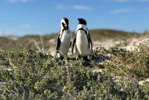 Le Cap : Montagne de la Table, pingouins, Cap de Bonne Espérance