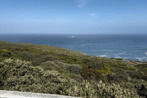 Le Cap : Montagne de la Table, pingouins, Cap de Bonne Espérance