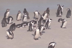 Le Cap : Montagne de la Table, pingouins, Cap de Bonne Espérance