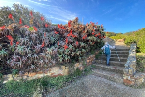 Le Cap : Montagne de la Table, pingouins, Cap de Bonne Espérance
