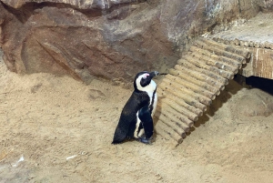 Le Cap : Montagne de la Table, pingouins, Cap de Bonne Espérance