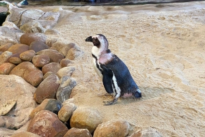Le Cap : Montagne de la Table, pingouins, Cap de Bonne Espérance