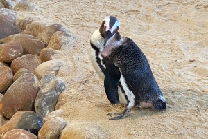 Le Cap : Montagne de la Table, pingouins, Cap de Bonne Espérance