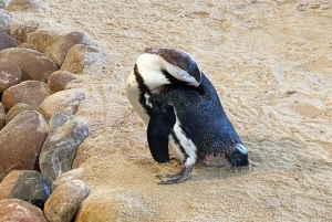 Le Cap : Montagne de la Table, pingouins, Cap de Bonne Espérance