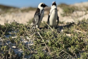 Le Cap : Montagne de la Table, pingouins, Cap de Bonne Espérance