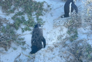 Le Cap : Montagne de la Table, pingouins, Cap de Bonne Espérance