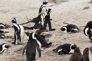 Cape Town Table Mountain Penguins i Cape Point all-inclusive