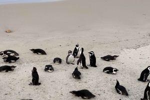 Pinguins da Table Mountain da Cidade do Cabo e Cape Point com tudo incluído