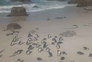 Kapkaupunki Pöytävuoren pingviinit & Cape Point All-inclusive -matka Kapkaupunkiin