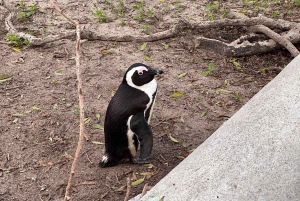Ciudad del Cabo Pingüinos de la Montaña de la Mesa y Cape Point Todo incluido