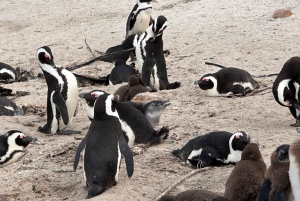 Ciudad del Cabo Pingüinos de la Montaña de la Mesa y Cape Point Todo incluido