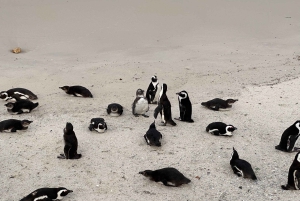 Ciudad del Cabo Pingüinos de la Montaña de la Mesa y Cape Point Todo incluido