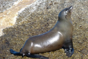 Ciudad del Cabo Pingüinos de la Montaña de la Mesa y Cape Point Todo incluido
