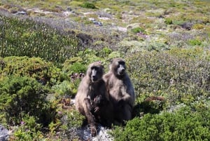 Cape Town: Grupperejse til Taffelbjerget, pingvinerne og Cape Point