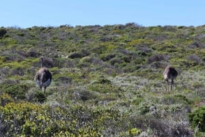 Cape Town: Taffelberget, pingviner og Cape Point-gruppetur