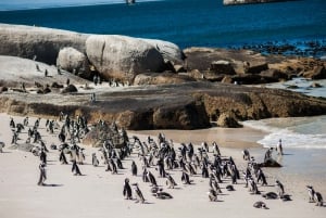 Le Cap : Circuit en groupe de la Montagne de la Table, des pingouins et de la Pointe du Cap