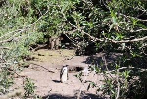 Kaapstad: groepsreis Tafelberg, pinguïns en Kaappunt