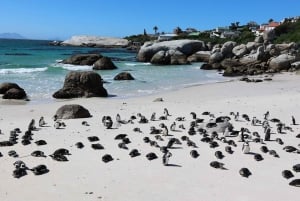 Kapsztad: wycieczka grupowa po Górze Stołowej, pingwinach i Cape Point