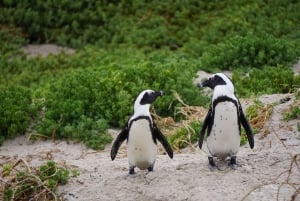 Kapstaden: Taffelberget, pingvinerna och Cape Point Gruppresa