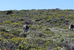 Кейптаун: групповой тур Столовая гора, пингвины и Кейп-Пойнт