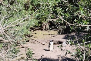 Кейптаун: групповой тур Столовая гора, пингвины и Кейп-Пойнт