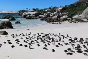 Кейптаун: групповой тур Столовая гора, пингвины и Кейп-Пойнт