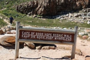 Кейптаун: групповой тур Столовая гора, пингвины и Кейп-Пойнт