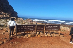 Cape Town: Taffelberget, pingviner, Cape Point Privat tur