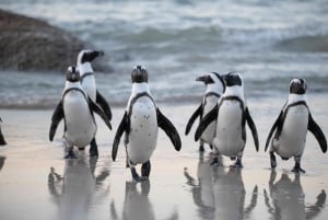Fælles tur med Taffelbjerget, pingviner og Cape Point