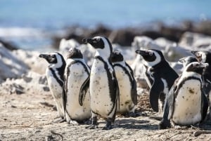 Kapkaupunki: Pöytävuori, pingviinit ja Cape Point jaettu retki