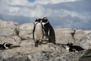 Kapstaden: Taffelberget, pingvinerna och Kapspetsen - delad rundtur
