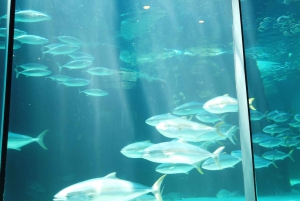 Cape Town: Table Mountain, Robben Island, and Aquarium Tour