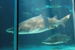 Cape Town: Table Mountain, Robben Island, and Aquarium Tour