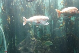 Cape Town: Table Mountain, Robben Island, and Aquarium Tour