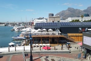 Cape Town: Taffelbjerget, Robben Island og akvarietur
