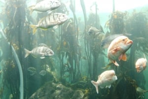 Кейптаун: Столовая гора, остров Роббен и тур по аквариуму