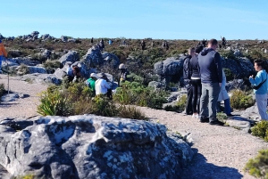 Le Cap : billet coupe-file pour la montagne de la Table