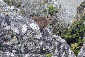 Le Cap : billet coupe-file pour la montagne de la Table